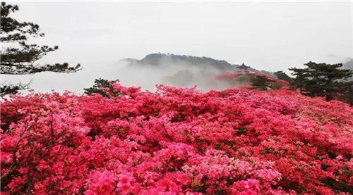 在天柱山可以登山出游,赏杜鹃,观云海 03 六安著名的两个景点就数万