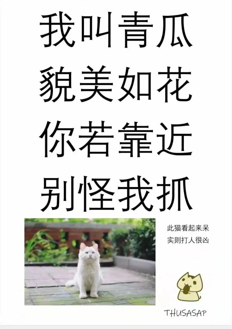 清华映像 猫猫图鉴 园子里的干饭天王们竟然是这样的 清华大学五道口金融学院 Mbachina网